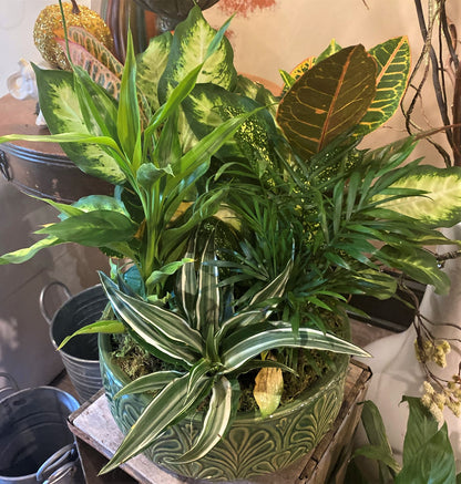 Dish Gardens