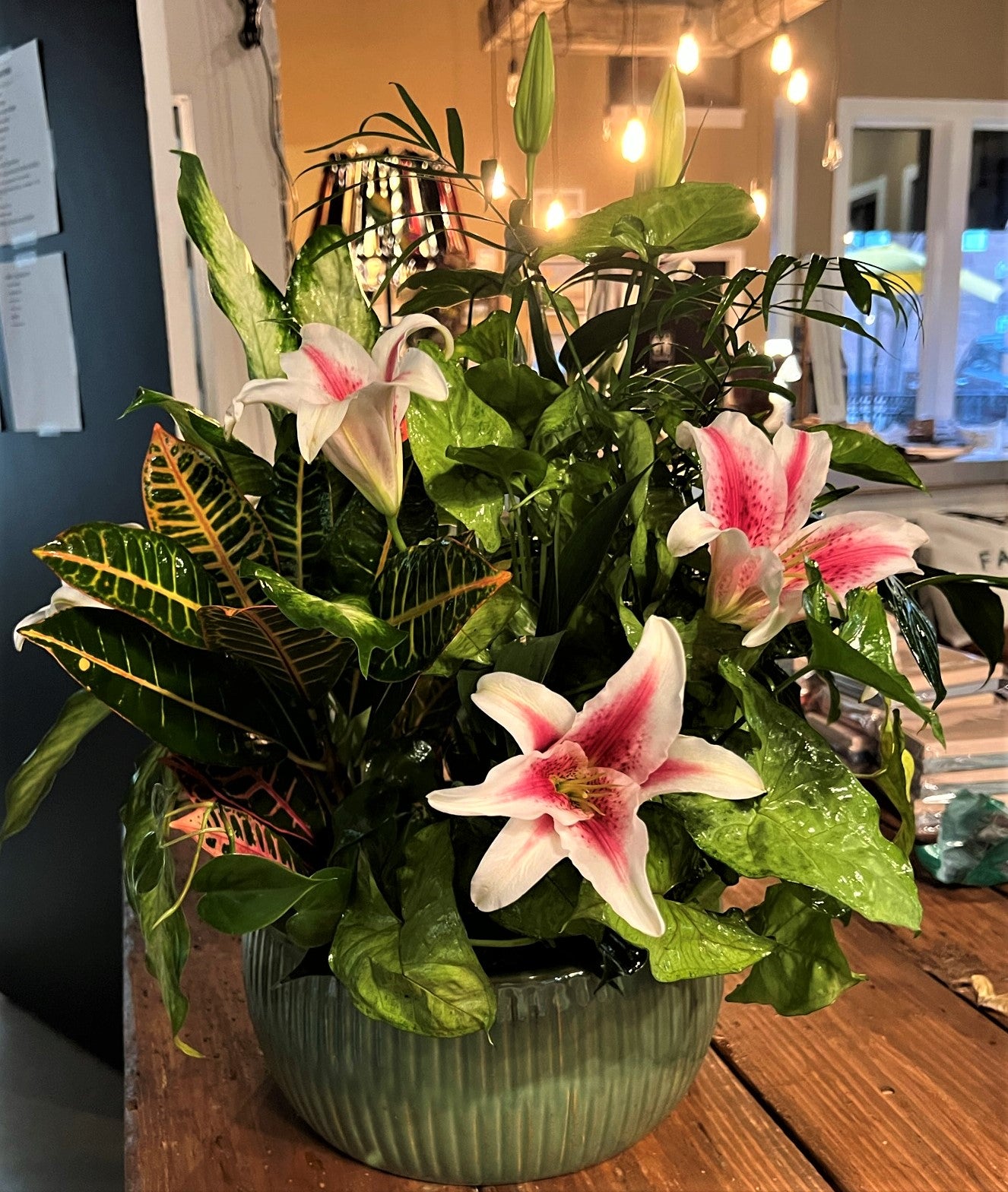 Dish Gardens