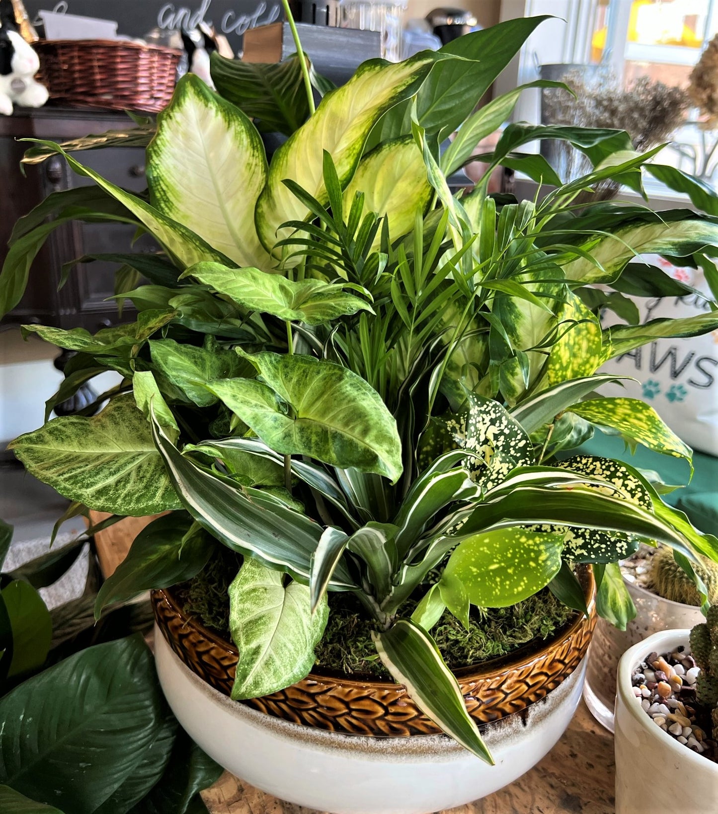 Dish Gardens